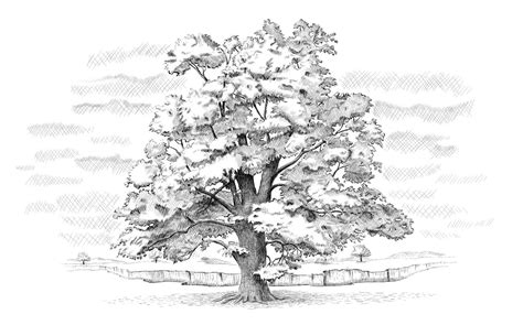 printable oak tree coloring pages raquelropbass
