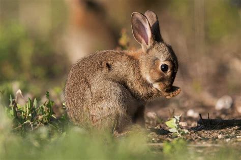 le lapin de garenne lpo paca ligue pour la protection des oiseaux