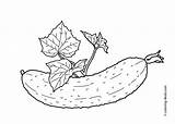 Mewarnai Cucumber Vegetable Sayuran Leaves Gambarcoloring Sketsa Diposting sketch template