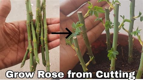 grow rose  cutting  home propagate roses  stem