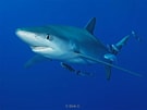 Image result for blauwe haai. Size: 135 x 101. Source: www.adcdiving.be