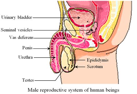 Human Male Reproductive System