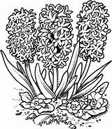 Hyacinth Coloring Pages Flower Spring Colouring Choose Board Drawing 43kb 298px sketch template