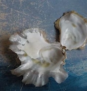 Afbeeldingsresultaten voor Ostreidae. Grootte: 176 x 185. Bron: shellsofgreece.weebly.com