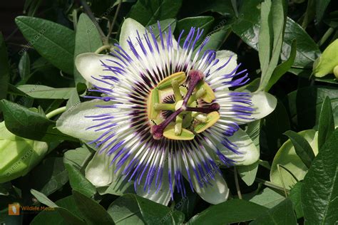 bestellen passionsblume passiflora bild bildagentur