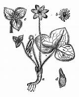 Liverwort Illustrations Hepatica Illustration Engraving Anemone Botany Plants Antique Common Pennywort Vector Stock sketch template