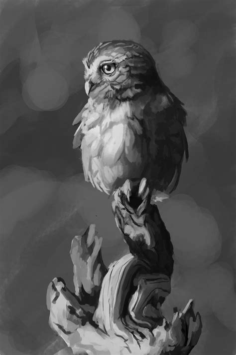 artstation owl  reference
