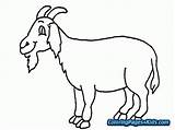 Coloring Goat Pages Baby sketch template