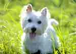 Billedresultat for West Highland White Terrier. størrelse: 150 x 106. Kilde: animalsbreeds.com