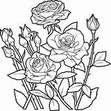 Coloring Pages Flowers Fleurs sketch template