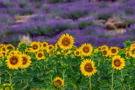 premium photo sunflowers   lavender field background