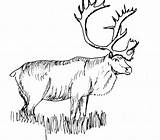 Coloring Pages Caribou Realistic Animal Color Elk Reindeer Animals Printable Print Drawings Deer Rocky Bull Clipart Kids Mountain Adult Clip sketch template