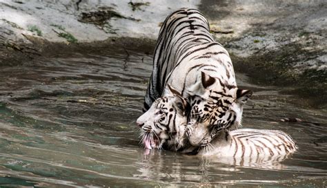 filetwo white tiger cubs fighting  waterjpg wikimedia commons