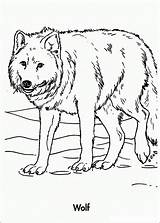 Wolf Sheets Wilk Kolorowanki Realistic Bestcoloringpagesforkids Colorare Wolves Dla Lupo Preschoolers Wild Fox sketch template