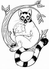 Lemur Coloringbay Lemures Elegant Pintarcolorear sketch template