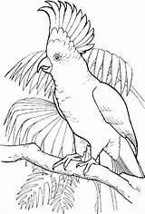 Cockatoo Conure Animal Parrot Parrots Crested sketch template