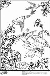 Coloring Pages Hummingbird Printable Bird Flower Birds Flowers Hummingbirds Color Humming Colouring Adult Adults Sheets Book Really Animal Print Wings sketch template