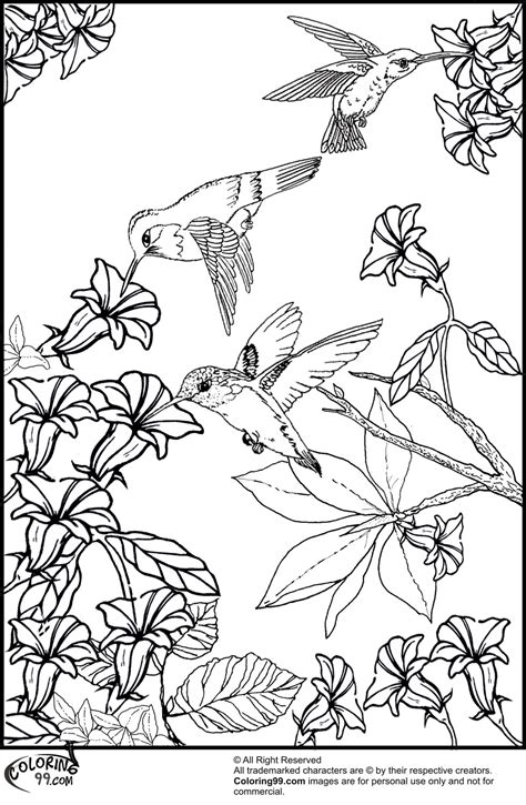 hummingbird coloring pages minister coloring