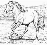 Horse Cheval Cavalo Colouring Printable Corrida Colorir Colorier Coloringpagebook Pegase Tete Tudodesenhos 18th Ages sketch template