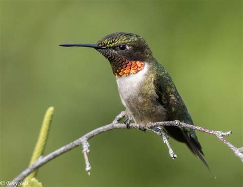 ruby throated hummingbird photograph picture