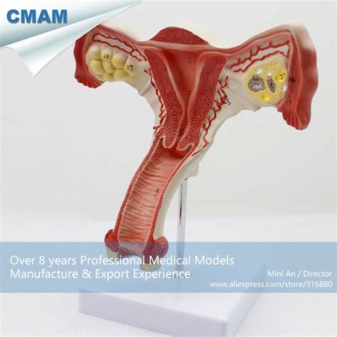 12443 cmam anatomy05 female uterus anatomy model show female genital