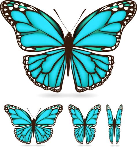 butterfly wings vector  vector    vector