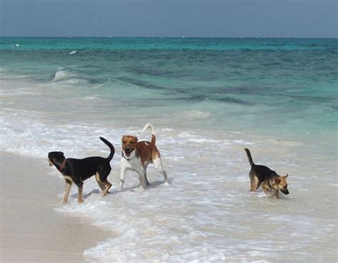 planning  vacation play  rescued puppies  puppy island  turks