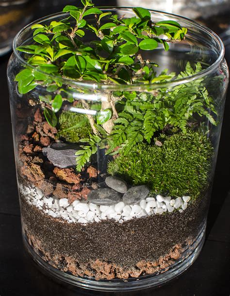 how to make a terrarium david domoney