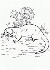 Nutria Comiendo Nutrias Animales Dibujosparacolorear Clic sketch template