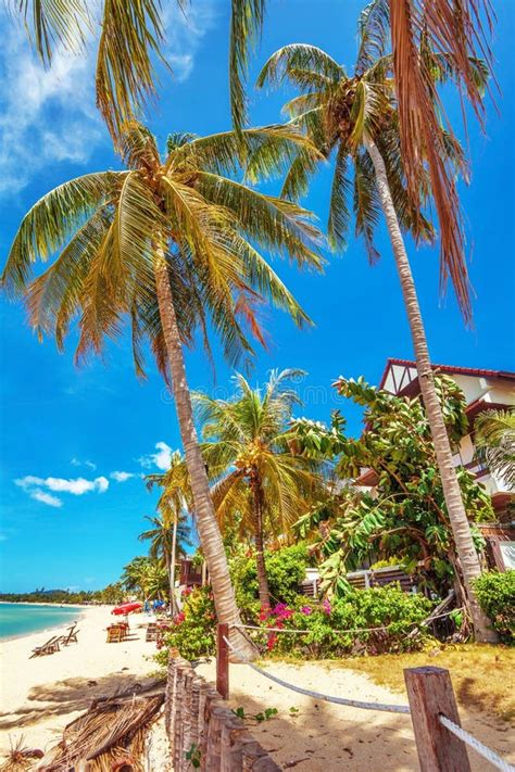 exotic tropical beach stock photo image  scenery