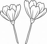 Poppy Flowers Line Flower Clipart Coloring Drawing Clip Cliparts Simple Template Poppies Three Transparent Getdrawings Forget Sweetclipart Webstockreview sketch template