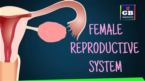 Human Female Reproductive System Sexual Reproduction