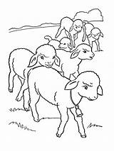 Lamb Ruminants Gaddynippercrayons sketch template