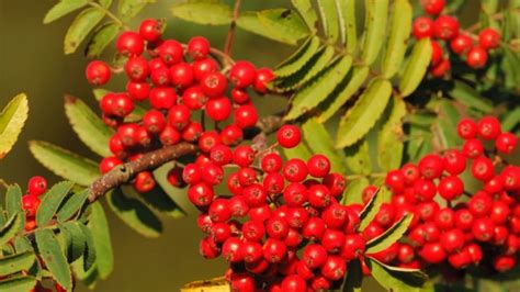 the most astounding health benefits of rowan berries health cautions