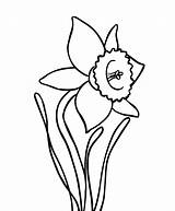 Daffodil Flower Coloring Simple Flowers Colour Drawing Pages Daffodils Colouring Easy Clipart Printable Getdrawings Adult Online Choose Board Clipartbest Two sketch template