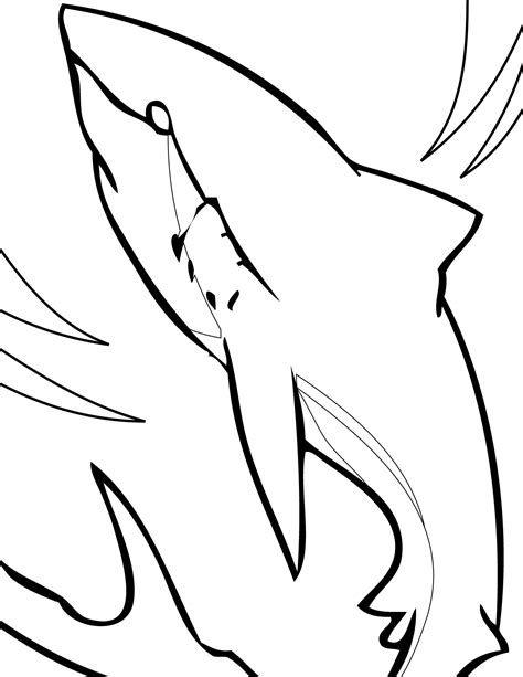 shark anatomy coloring pages coloring pages