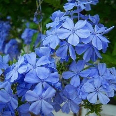 Bunga Warna Biru Di Malaysia Terbaru