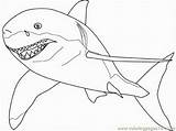 Shark Coloring Great Pages Hungry Scary Sharks Outline Drawing Color Getdrawings Getcolorings Popular Printable Library sketch template