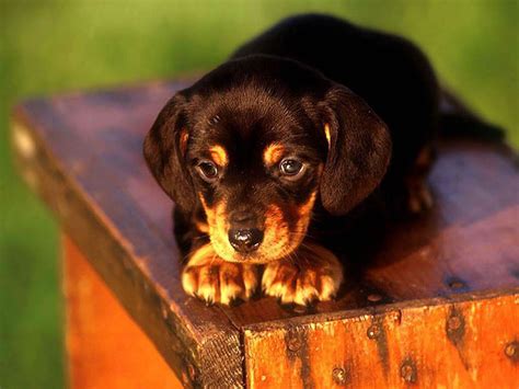 puppy dog puppies wallpaper  fanpop