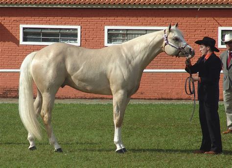 american quarter horse breed information history  pictures