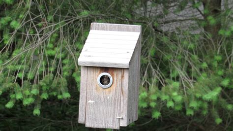 chickadee nest box activity youtube