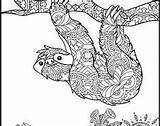 Pages Coloring Zentangle Animal Sloth Sloths Adult sketch template