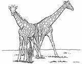 Coloring Giraffe Pages Family Kids Print sketch template