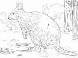 Quokka Coloring Pages Animal Australian Printable Drawings Supercoloring Choose Board Colouring Drawing Skip Main 03kb 348px sketch template