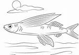 Flying Fish Coloring Pages Printable Template sketch template