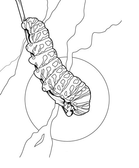 caterpillar coloring pages images animal place