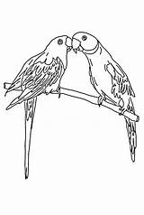 Lorikeet Parrot Parrots Macaw Papagei Budgie Ausmalbilder Designlooter sketch template