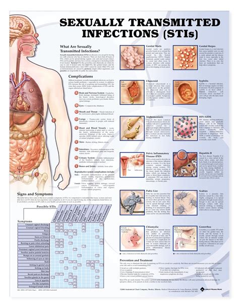 Sexually Transmitted Infections Stis Anatomical Chart Anatomy
