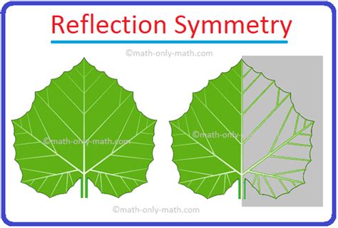 reflection symmetry reflection   image mirror linesymmetrical