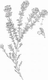 Thyme Plant Sketch Benefits Health sketch template